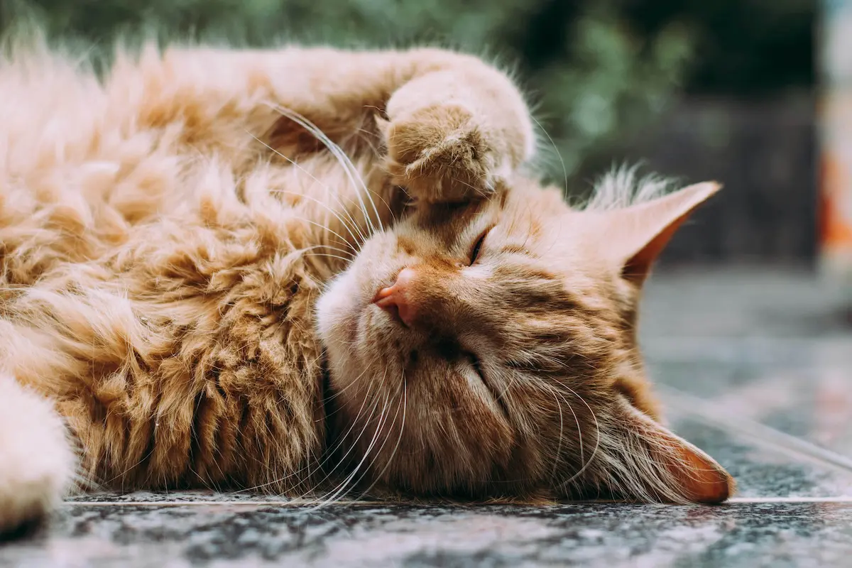 Adoption responsable de chiens et chats entre particuliers sur la plateforme éthique Sascha Adoption.