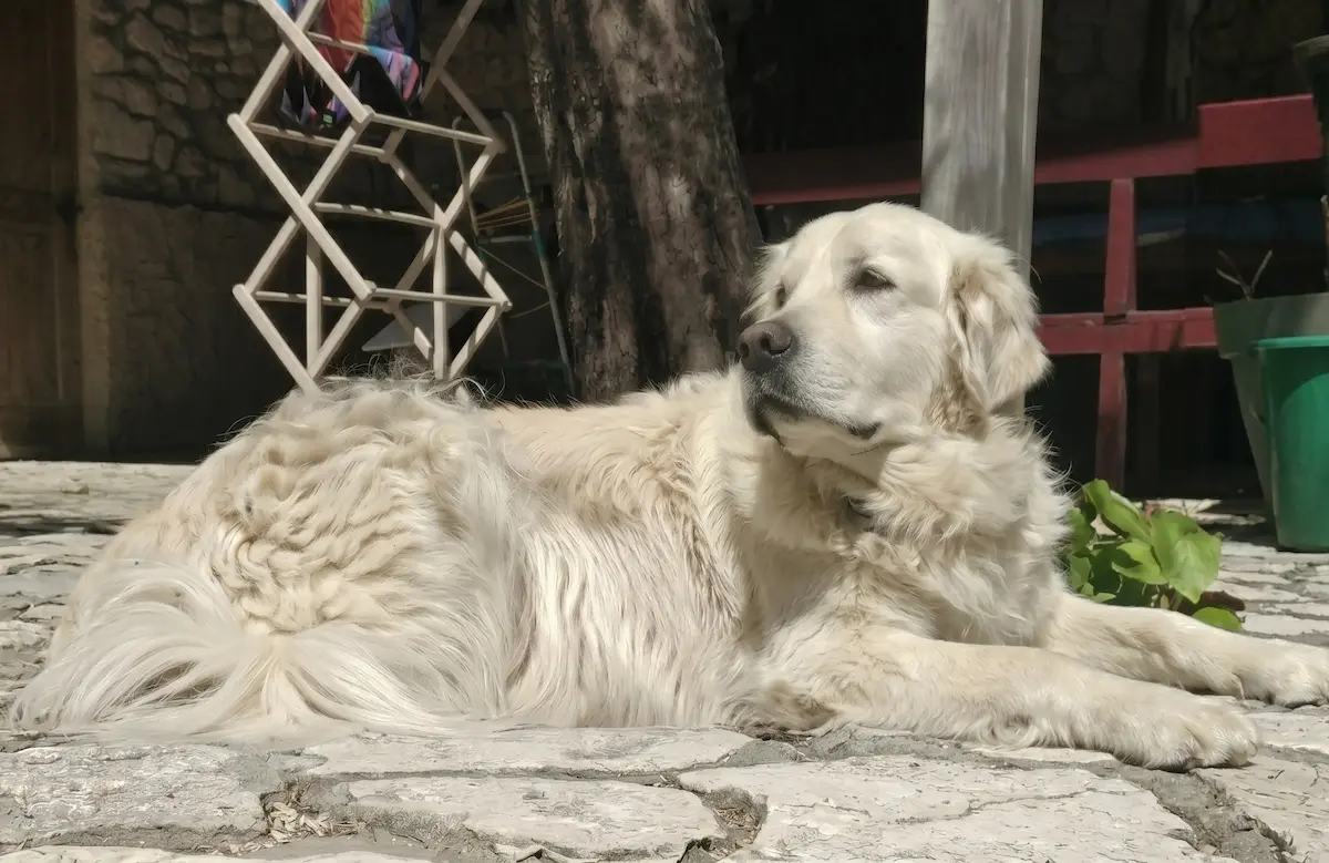 Grand chien Golden Retriever pour illustrer l'adoption responsable et éthique d'un animal pour Sacha Adoption.